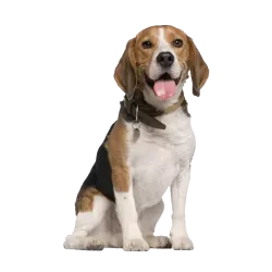 MASCOTAS